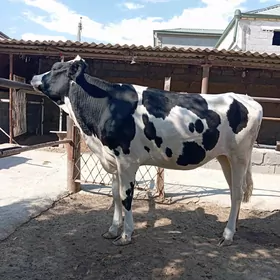 Arginal Galişteýin Tuwe