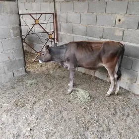 Öküz