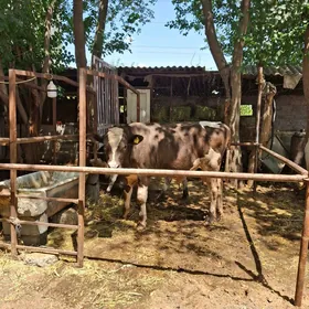 galysteyin okuz