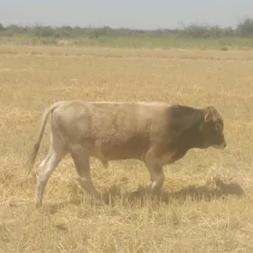 Okuzce