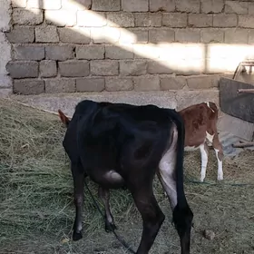 iki tüwe göle