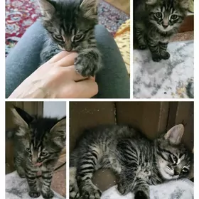 Котенок