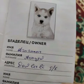 Haski