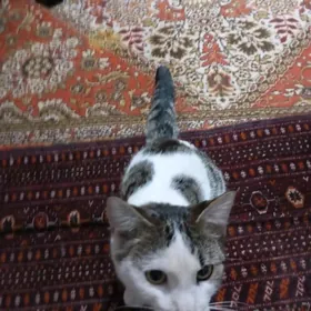 кошки