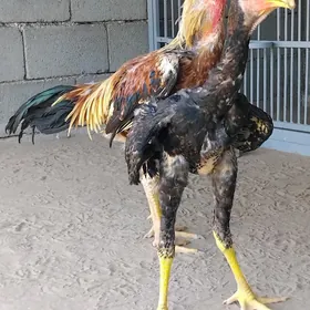 Horaz