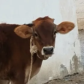 Arginal Şwes tüwe