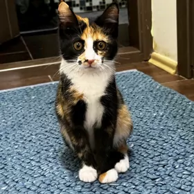 котенок
