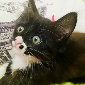 Котёнок 1.5 месяца