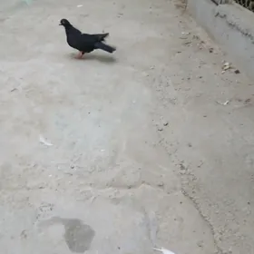 kepderı