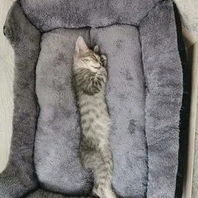 Кошка