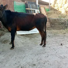 Unajyn