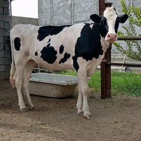 Galişteýin Tuwe