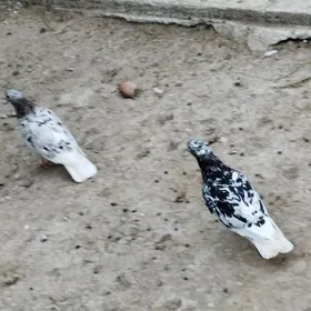 kepderi