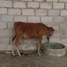 öküzçe
