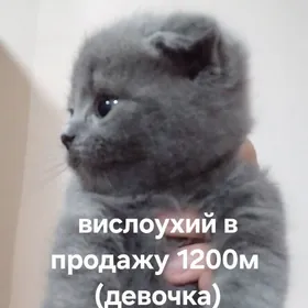вислоухие котята