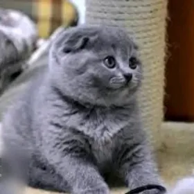 шотландские вислоухие котята