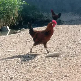 Horaz