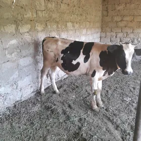 Galisdeyin