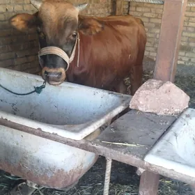 семиз окуз