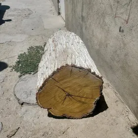 Agaç