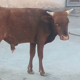 Öküz