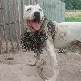 pitbul