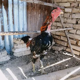baysok horaz
