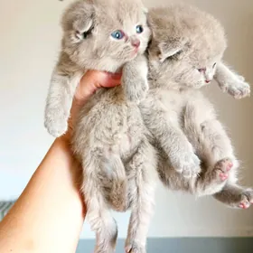 котята мишки лиловые