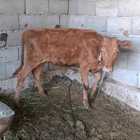 tűwe