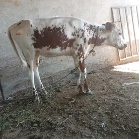 göleli sygyrlar