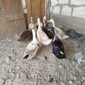 ordek 7 maki 1 horaz