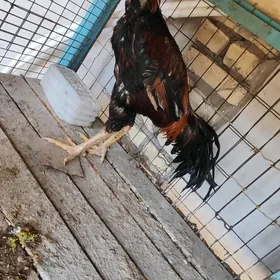 baysow horaz