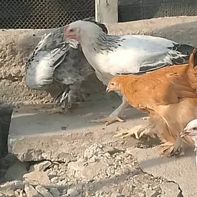 tawuk