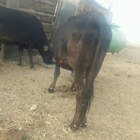 sygyr