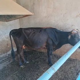 gysyr inak