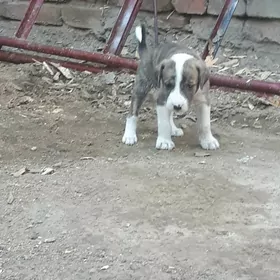 pitbull