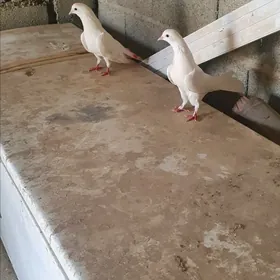 kepderi