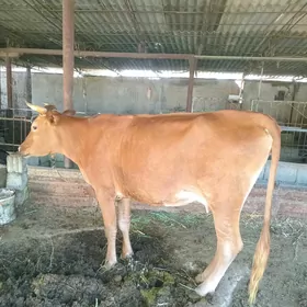 sygyr