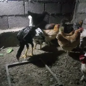 TAŞKENT HORAZ TOWUK