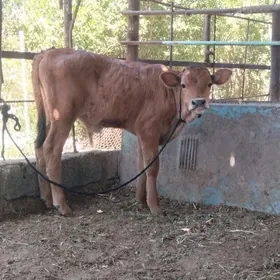 окуз