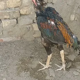 Taşkent