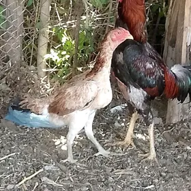 taşkent horoz maki
