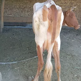 YEKETAR SYGYR