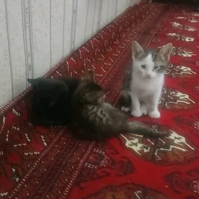 котята