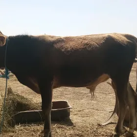 ÖKÜZ