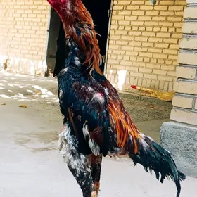 HORAZ BABAÝÝ