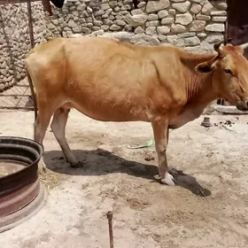 sygyr