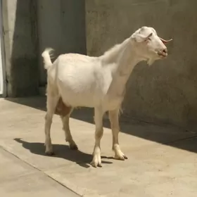Ak çebiş