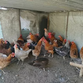 Towuklar