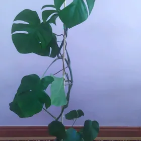 Monstera gùl